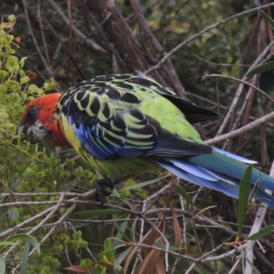 Platycercus eximius (Eastern Rosella) at Conder, ACT - 13 Feb 2023 by MichaelBedingfield