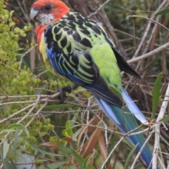 Platycercus eximius at Conder, ACT - 13 Feb 2023