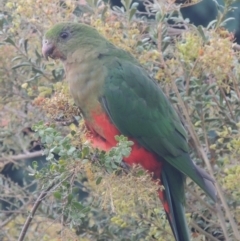 Alisterus scapularis (Australian King-Parrot) at Pollinator-friendly garden Conder - 14 Feb 2023 by michaelb