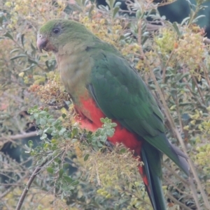 Alisterus scapularis at Conder, ACT - 14 Feb 2023