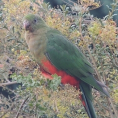 Alisterus scapularis at Conder, ACT - 14 Feb 2023