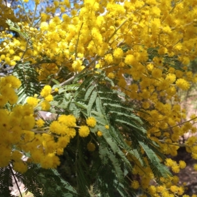 Acacia dealbata (Silver Wattle) at Pollinator-friendly garden Conder - 15 Aug 2023 by member2022