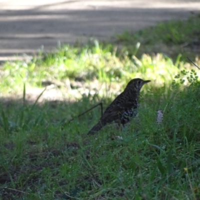 Zoothera lunulata (Bassian Thrush) at Coree, ACT - 17 Jul 2023 by Miranda