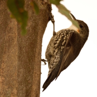 Cormobates leucophaea (White-throated Treecreeper) at Belconnen, ACT - 15 Aug 2023 by Thurstan