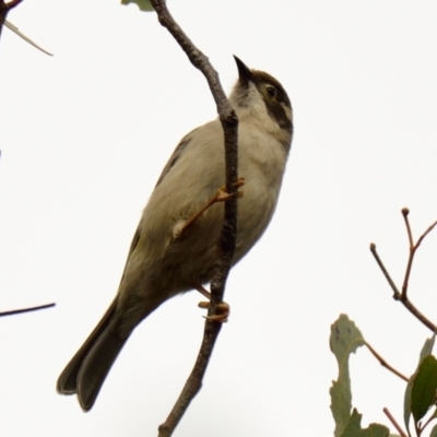 Melithreptus brevirostris (Brown-headed Honeyeater) at Woodstock Nature Reserve - 15 Aug 2023 by Thurstan