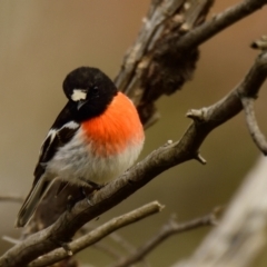 Petroica boodang (Scarlet Robin) at Woodstock Nature Reserve - 15 Aug 2023 by Thurstan