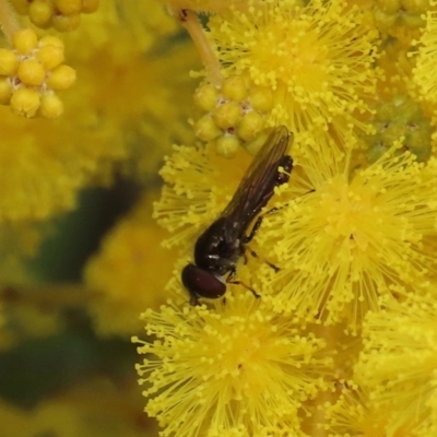 Syrphini sp. (tribe) at Theodore, ACT - 15 Aug 2023 by owenh