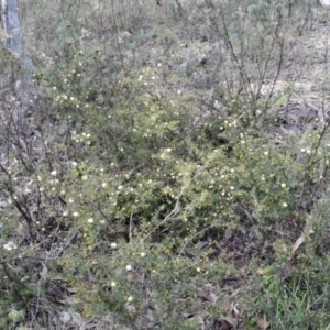 Acacia ulicifolia at Fadden, ACT - 15 Aug 2023