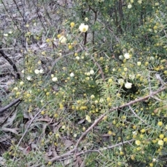 Acacia ulicifolia at Fadden, ACT - 15 Aug 2023