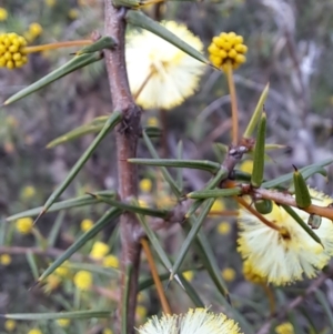 Acacia ulicifolia at Fadden, ACT - 15 Aug 2023