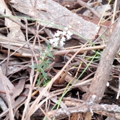 Cryptandra amara (Bitter Cryptandra) at Wanniassa Hill - 15 Aug 2023 by LPadg