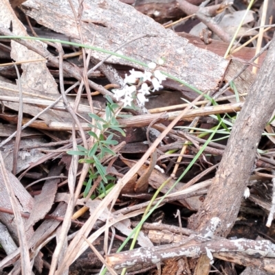 Cryptandra amara (Bitter Cryptandra) at Fadden, ACT - 15 Aug 2023 by LPadg