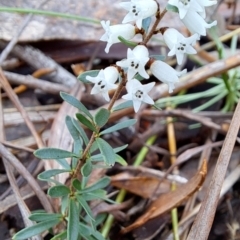 Cryptandra amara at Fadden, ACT - 15 Aug 2023