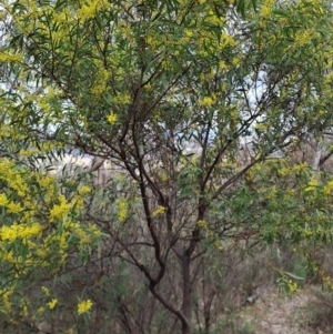 Acacia rubida at Macarthur, ACT - 15 Aug 2023