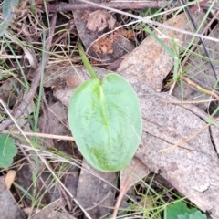 Zantedeschia aethiopica (Arum Lily) at Wanniassa Hill - 15 Aug 2023 by LPadg