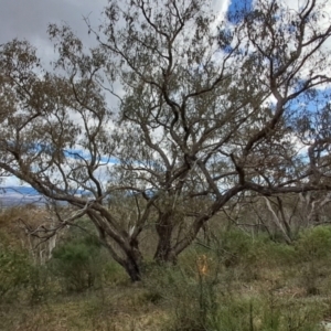 Eucalyptus nortonii at Fadden, ACT - 15 Aug 2023