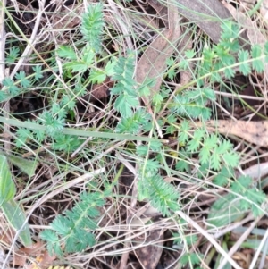 Acaena sp. at Fadden, ACT - 15 Aug 2023