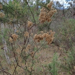 Cassinia quinquefaria (Rosemary Cassinia) at Wanniassa Hill - 15 Aug 2023 by LPadg