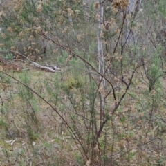 Cassinia quinquefaria at Fadden, ACT - 15 Aug 2023