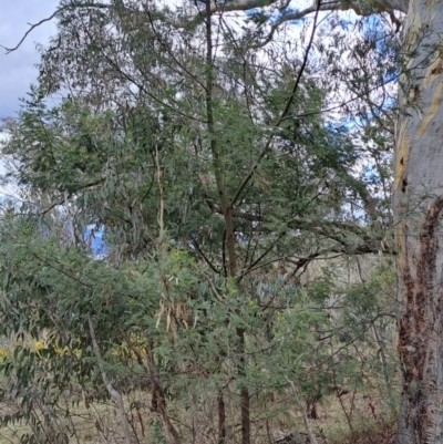 Acacia mearnsii (Black Wattle) at Wanniassa Hill - 15 Aug 2023 by LPadg