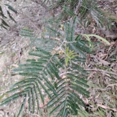 Acacia mearnsii at Fadden, ACT - 15 Aug 2023