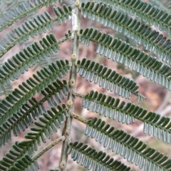 Acacia mearnsii at Fadden, ACT - 15 Aug 2023