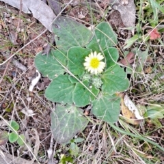 Cymbonotus sp. (preissianus or lawsonianus) (Bears Ears) at Wanniassa Hill - 15 Aug 2023 by LPadg