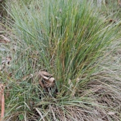 Lomandra multiflora (Many-flowered Matrush) at Fadden, ACT - 15 Aug 2023 by LPadg