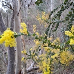 Acacia pravissima at Fadden, ACT - 15 Aug 2023 01:43 PM