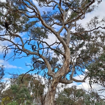 Eucalyptus polyanthemos (Red Box) at Wanniassa Hill - 15 Aug 2023 by LPadg