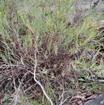 Stypandra glauca (Nodding Blue Lily) at Wanniassa Hill - 15 Aug 2023 by LPadg