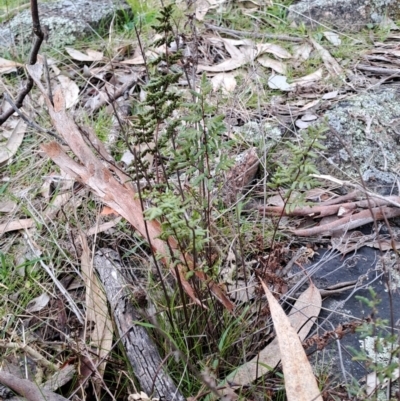 Cheilanthes sieberi subsp. sieberi (Narrow Rock Fern) at Wanniassa Hill - 15 Aug 2023 by LPadg
