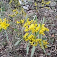 Acacia rubida (Red-stemmed Wattle, Red-leaved Wattle) at Macarthur, ACT - 15 Aug 2023 by LPadg