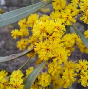 Acacia rubida at Macarthur, ACT - 15 Aug 2023