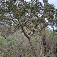 Brachychiton populneus (Kurrajong) at Macarthur, ACT - 15 Aug 2023 by LPadg