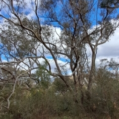 Eucalyptus nortonii (Large-flowered Bundy) at Wanniassa Hill - 15 Aug 2023 by LPadg