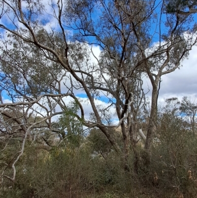 Eucalyptus nortonii (Mealy Bundy) at Wanniassa Hill - 15 Aug 2023 by LPadg