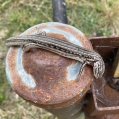 Ctenotus robustus (Robust Striped-skink) at Coombs Ponds - 15 Aug 2023 by Steve_Bok