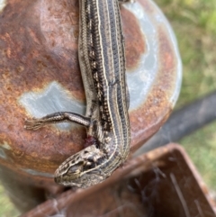 Ctenotus robustus at Coombs, ACT - 15 Aug 2023