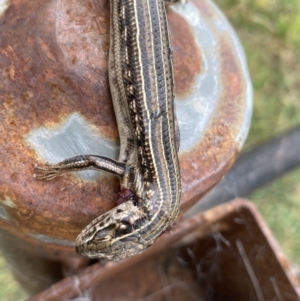 Ctenotus robustus at Coombs, ACT - 15 Aug 2023