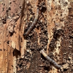 Unverified Insect at Aranda, ACT - 9 Aug 2023 by KMcCue