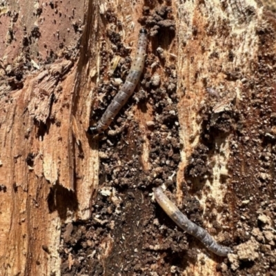 Unverified Insect at Aranda, ACT - 9 Aug 2023 by KMcCue