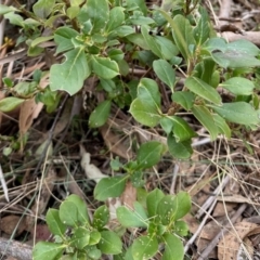 Coprosma hirtella (Currant Bush) at Namadgi National Park - 12 Aug 2023 by KMcCue