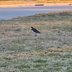 Vanellus miles (Masked Lapwing) at O'Malley, ACT - 15 Aug 2023 by Mike