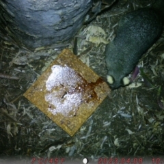 Trichosurus vulpecula (Common Brushtail Possum) at Australian National University - 15 Aug 2023 by ocowell