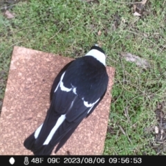 Gymnorhina tibicen (Australian Magpie) at Acton, ACT - 6 Aug 2023 by Rachel1111111