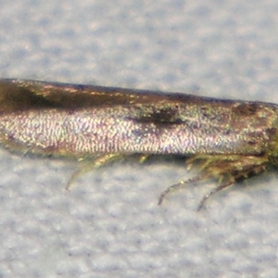 Blastobasis (genus) by PJH123