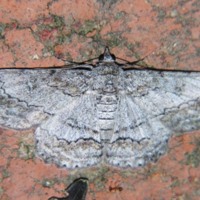 Cleora displicata (A Cleora Bark Moth) at Sheldon, QLD - 22 Jun 2007 by PJH123