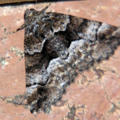 Gastrina cristaria (Wave-lined Geometrid) at Sheldon, QLD - 22 Jun 2007 by PJH123