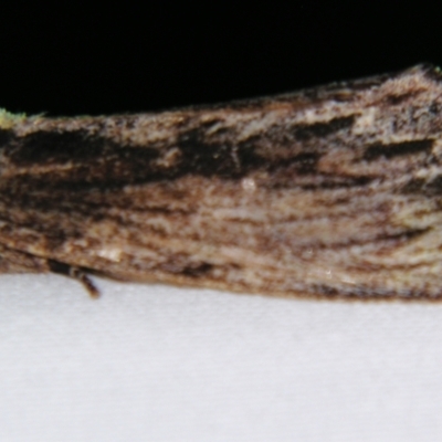 Hylaeora capucina (Cowled Rough-head) at Sheldon, QLD - 22 Jun 2007 by PJH123